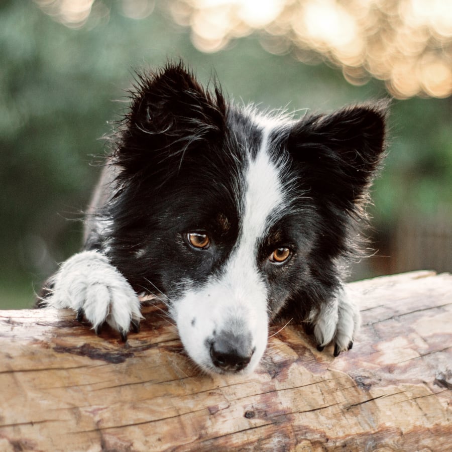 Veterinary Dentist in San Diego