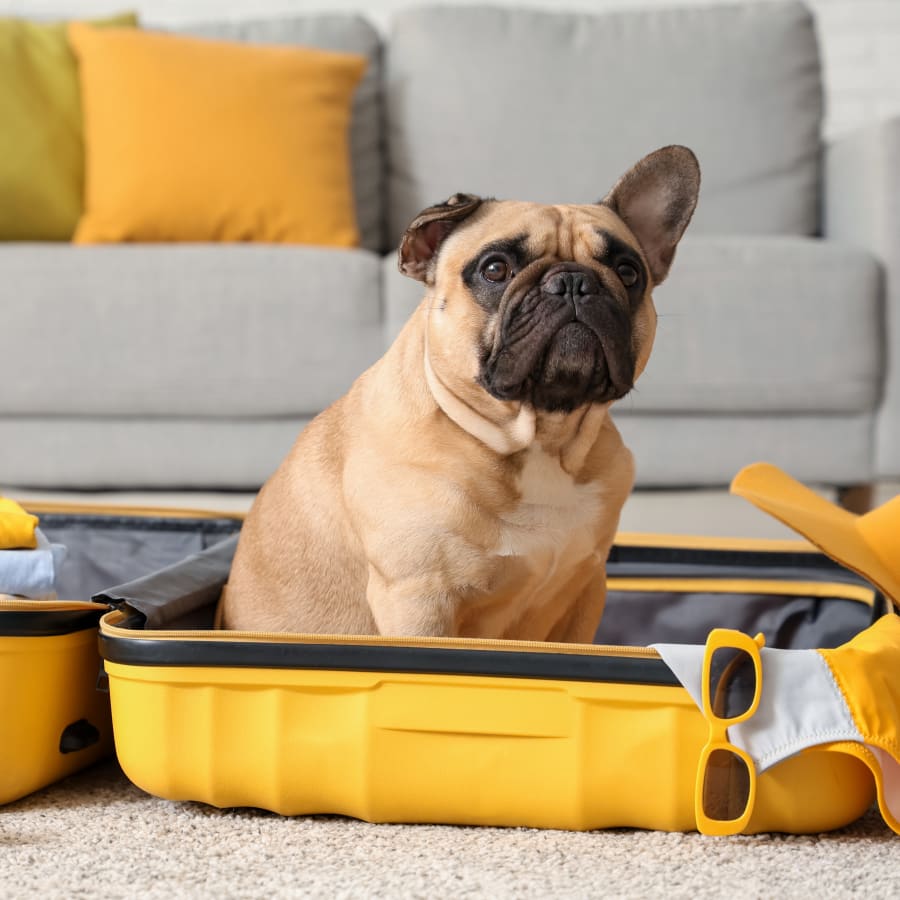 Travel Health Certificates for Pets | San Diego Veterinarian