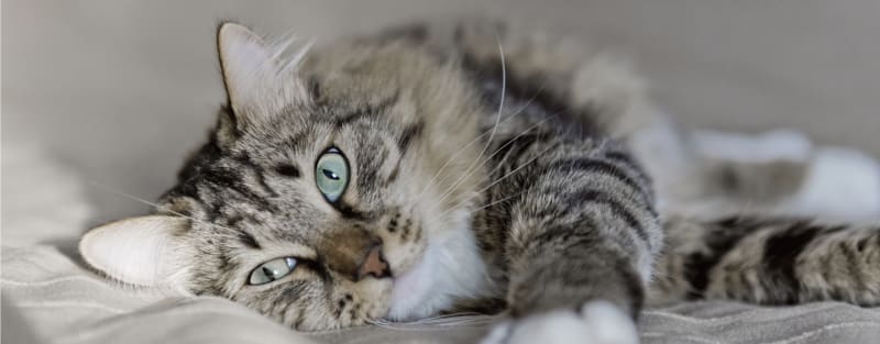 cat is resting at animal hospital