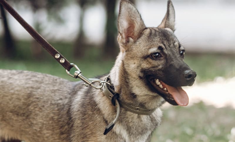 dog on leash after surgery