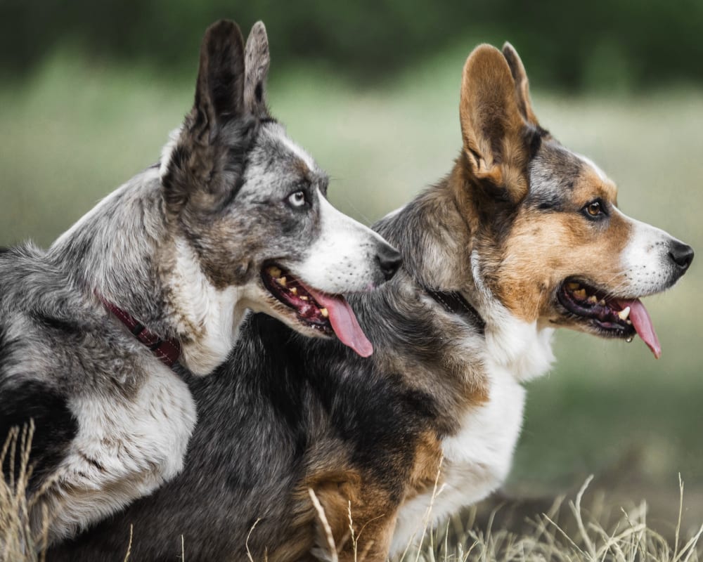 two dogs at animal clinic