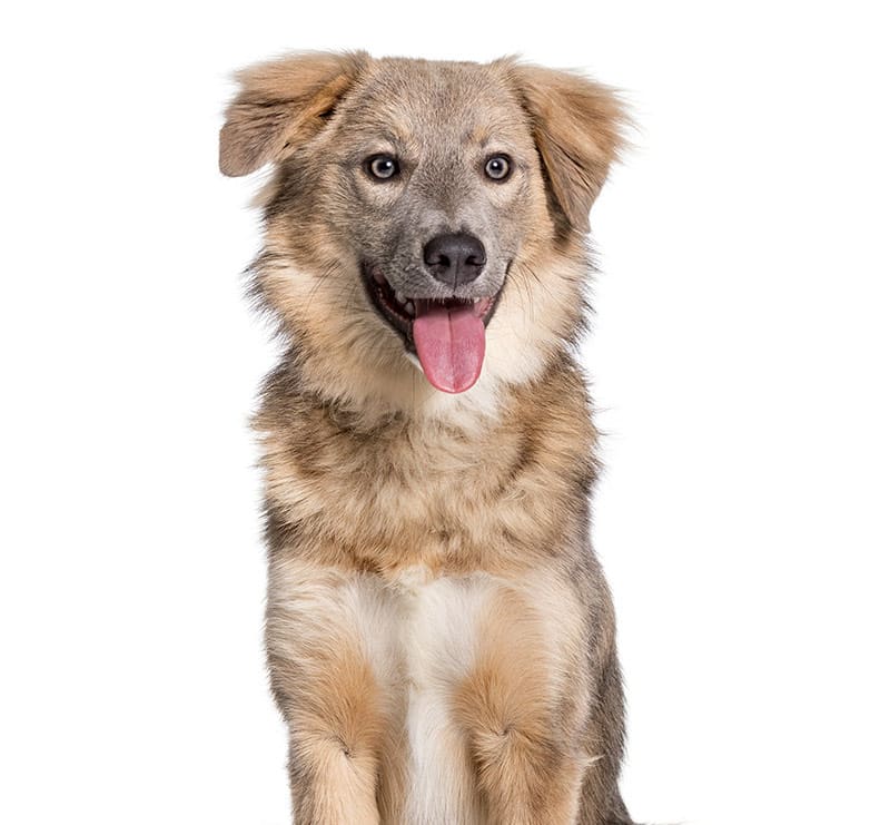 Large Dogs, Kearny Mesa Veterinary Center